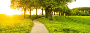Tree of Life Givers | Geneva Classical Academy | Lakeland, FL